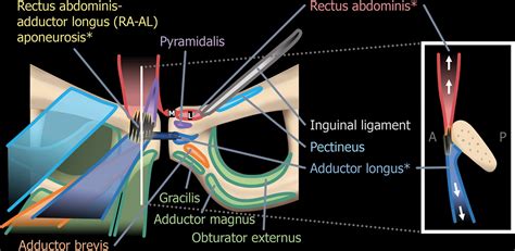 pube anatomia maschile|inferior pubis radiology.